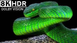 Most Venomous Snakes in 8K HDR |  Dolby Vision