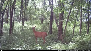 First Fawn Sighting of the Year, NE Location, Iowa Trail Cam 5/25/2024 to 6/1/2024 #trailcam #iowa