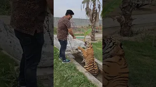 Big Bengal Tiger in Attacking | Nouman Hassan |