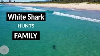 WHITE SHARK HUNTS FAMILY - Shark Drone Footage