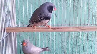 Exhibition Size Black Chek Zebra Finch | Rare Mutation Zebra Finch | Breeding Pairs