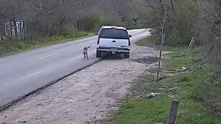 Man caught dumping dog on camera in Dallas: What happens now?