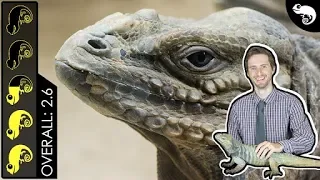 Rhinoceros Iguana, The Best Pet Lizard?