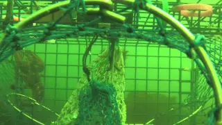 Lobster trap cam