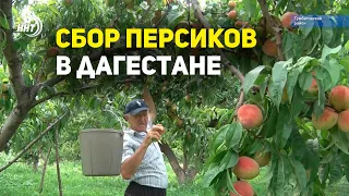 Сбор персиков в Дагестане