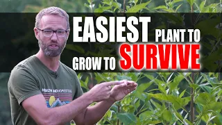 Easiest Plant To Grow To Sustain Your Family!