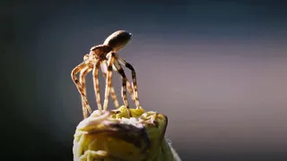 Flying Spiders! | Animal Einsteins | BBC Earth