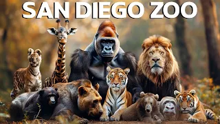 San Diego Zoo  - Tips & Fascinating Animal Information [4K]