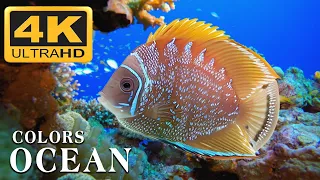 Aquarium 4K VIDEO (ULTRA HD) 🐠 Beautiful Coral Reef Fish - Relaxing Sleep Meditation Music