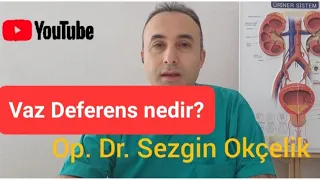 Vaz deferens nedir?