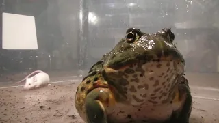 Fat Frog Eats Mouse (Giant African Bullfrog) [Warning: Live feeding!]