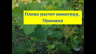 Плохо растет виноград. Причины и решение. Июнь 2022