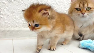 The kittens are already very curious, but are still afraid to go far away from mom