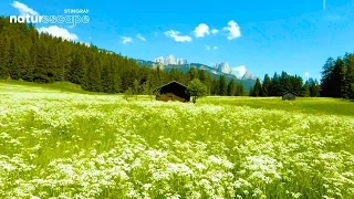 1 Hour of Amazing Nature Scenery & Relaxing Music for Stress Relief