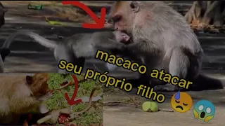 ANIMAL/ macaco come seu próprio filho 🙄 não dá chance 😱😱😱