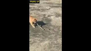Cat vs Snake 고양이 대 뱀