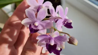 Релакс видео ЦВЕТЕНИЯ ОРХИДЕЙ ФАЛЕНОПСИС🌺🌼🌸🏵🧘‍♀️ RELAX ORCHIDS💜💜💜