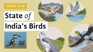 How are birds in India faring? A short film on the State of India's Birds report 2023