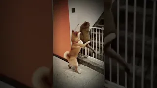 Dogs helps cat get over fence
