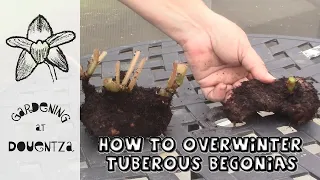 How to Overwinter Tuberous Begonias || Quick & Easy Guide