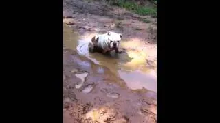 Bulldog Tank playing in mud Like a Pig