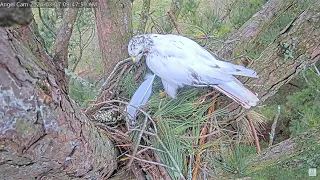 Angel Leucistic RTH ~  Angel & Tom Busy Nestorations! Angel Loses A Feather & Covers w/ Pine! 3.7.24