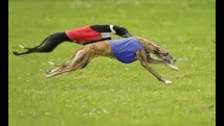 AKC Specialty Lure Coursing