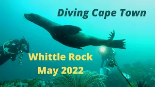 CAPE TOWN DIVING - is this as good as it gets?