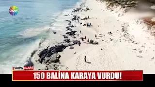 150 balina karaya vurdu!