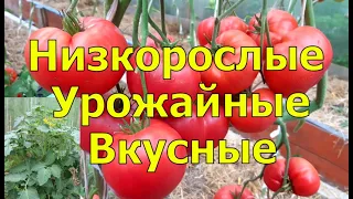 НИЗКИЕ И СУПЕРУРОЖАЙНЫЕ томаты Гномы. Посади и радуйся урожаю