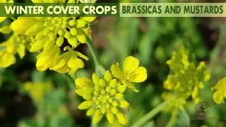 Winter Cover Crops