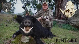 One of my best boars to date. (And a sow with the biggest teeth I’ve seen)