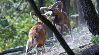 Mouflon rams fight