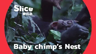 How do baby chimpanzees build their nest? | AI