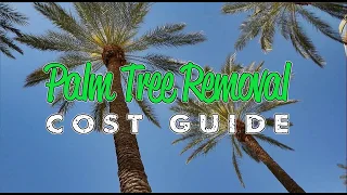 Palm Removal Cost Guide