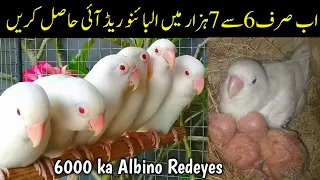How to produce albino redeyes cheaply | Albino red eyes in just 6 to 7000 only | Albino redeyes