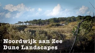 Dune Landscapes Noordwijk aan Zee Netherlands