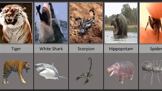 ANIMAL REVOLT BATTLE SIMULATOR ANIMALS VS REAL ANIMALS | Comparison