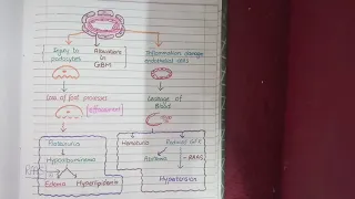 Nephrotic and Nephritic Syndrome