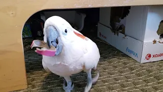 Cockatoo Going To The Vet 2019 Version