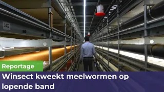 Winsect kweekt meelwormen op lopende band