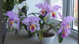 Орхидея: приметы, можно ли держать дома, особенно женщинам, к чему цветет и другие народные суеверия
