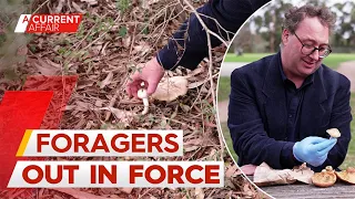 Mushroom foragers warned as they turn to social media to identify their picks | A Current Affair