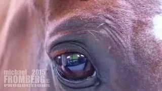 Beautiful Horse Eyes - Michael Fromberg