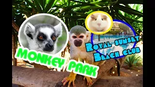 ТЕНЕРИФЕ / MONKEY PARK / ROYAL SUNSET BEACH CLUB ОБЗОР