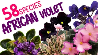 58 AFRICAN VIOLET VARIETIES | HERB STORIES