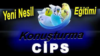 Cips Muhabbet Kuşu Konuşturma Eğitimi