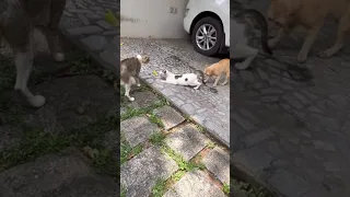 Angry male cats hot argument for female |Cats Fighting|10
