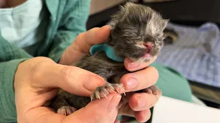 FEATURES OF MELISSA'S POLYDACTYLIAN MAINE COON KITTENS / Showing polydactyl babies