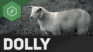 Dolly, ein geklontes Schaf?!